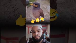 #lovebd #birds #animals #crow #funny #answer #viralvideo #foryou #bdtiktokofficial #firstshortvideo