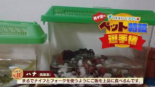 【我が家のペット特技選手権】ハナ（鳥取市）