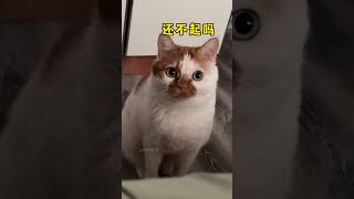 时代好了 这小猫也是养一赠一 猫咪的迷惑行为 情绪稳定的猫咪 橘猫