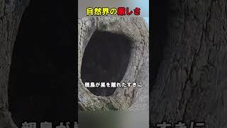 自然界の厳しさを知ったカラス