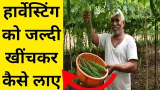 किसी भी फसल का Harvesting जल्दी खींचकर कैसे लाए । kheti | fasal