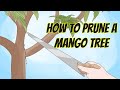 How to Prune a Mango Tree