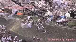 善福寺川緑地 桜 花見 東京都杉並区成田西 都立公園 Cherry-blossom viewing Tokyo Japan