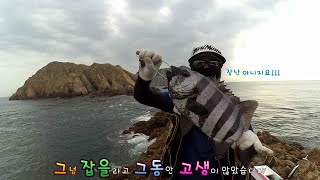 벌교이군수 돌돔낚시 도전 NO. 20 도둑 맞은 태도 돌돔 5짜 1부