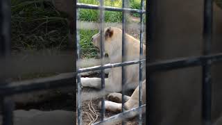 甘夏☆③ホワイトライオン・白獅子・リズムちゃん・沖縄こどもの国・・・White_Lion・Okinawa Zoo \u0026 Museum(20240720)