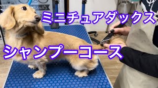 「ミニチュアダックス」シャンプー全貌！