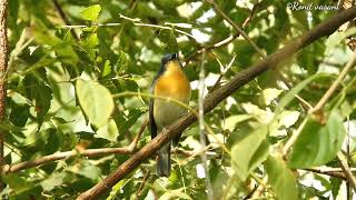 Tickell's blue flycatcher call@BHAVNAGAR