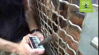 Kluet our Sumatran Orangutan makes music!