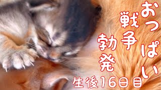 【生後16日目の子猫】赤ちゃん猫のおっぱい争奪戦が可愛い過ぎ！仲良く飲んでね！【ソマリ】