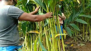 CARDAMOM PLANT (ஏல செடி) | circle work (ஒன்று சோ்த்தல்)| Profit:10 Lakhs/Acre/Year (10லட்சம் லாபம்)