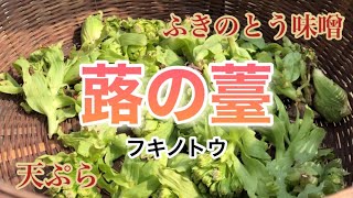 ふきのとうを採って天ぷらと蕗の薹(フキノトウ)味噌で食べました