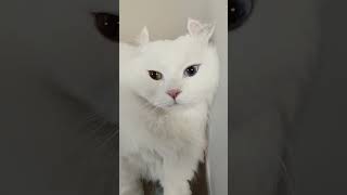 【オッドアイ幸せを呼ぶ猫】目をうるわせて見つめるラビちゃん#猫#cat#白猫#キンカロー#shorts