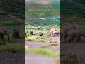 china yunnan elephants တရုတ် ယူနန် ဆင်