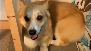 雹と雷に震えるコーギー/Corgi shivering in hail and thunder #Shorts