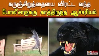 கருஞ்சிறுத்தையை விரட்ட வந்த போலீசாருக்கு காத்திருந்த ஆச்சரியம் | Cops stunned on black panther