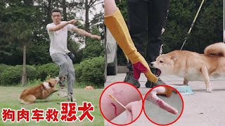 主人从狗肉车救下恶犬！柴犬护食咬人一只比一只凶，训练15天局势被逆转【犬道app】