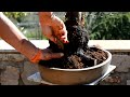 ostrya carpinifolia yamadori repotting arkefthos bonsai