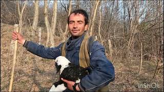 Oile frumoase a Baciului Popescu Alexandru Poienari de Muscel .Arges