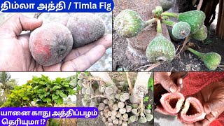 யானை காது அத்திப்பழம் 🫒🏕திம்லா அத்தி🫒🏝Timla Fig🥳🥰😍#shivyatimes #fig #அத்தி