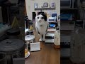 【びい♂の日常】2024年最後は🎶ぶるーすなねこ😸 shorts cat ねこまねき ねこのいる生活 ねこのいる暮らしは人を笑顔にする ねこのきもち 良いお年を