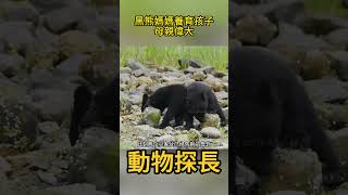 黑熊媽媽養育兩個孩子，付出全部精力，母親永遠是偉大的！#動物世界 #黑熊