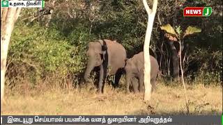 உணவு தேடி சாலைக்கு வரும் வன விலங்குகள் | nilgiri | elephant |