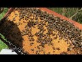 Beehive Inspection - Two Hives Comparation