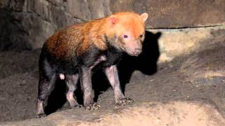 bush dog Speothos venaticus