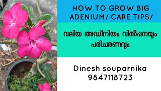 HOW TO GROW BIG ADENIUM/ ADENIUM OFFER SALE