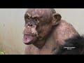 hairless chimp jambo besotted with female