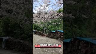 #花旗木 #泰國櫻木阿拉伯粉紅村 #花現秘境嘉義竹崎鄉義隆村村長種植，佛心免費開放參觀。