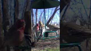 Pair of Purple Finches scaring off a Goldfinch