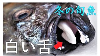 【今が旬】正体不明の魚を解剖してみたら想像以上の味で...