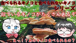 【ゆっくり】食べられるキノコと食べられないキノコシリーズ！　似ているキノコがたくさんあるぞ！　あのキノコ食べられるの！？　　2022/10/21