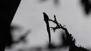 Black Sicklebill