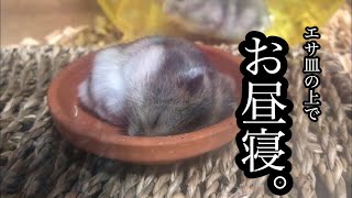 【ジャンガリアン】エサ皿で寝ちゃう子ハムがとにかくかわいい