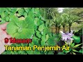 9 Tanaman Untuk Menjernihkan Air Kolam