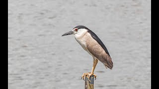 นกแขวก (Black-crowned Night Heron)