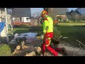 wie fällt man einen baum fachgerechtes und sicheres fällen einer kirsche 4k video