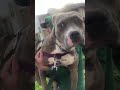 It Took This Rescue Pittie A Month To Get Out Of Her Shell | The Dodo  #thedodoanimals #dog