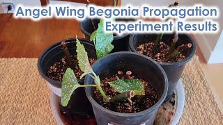 Angel Wing Begonia Propagation Experiment - Do Nodes Matter? Final(ish) Results.