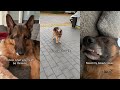 German Shepherd Argues With Human