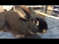 rapid breathing and respiratory problems in a rabbit