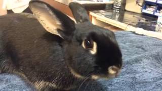 Rapid breathing and respiratory problems in a Rabbit