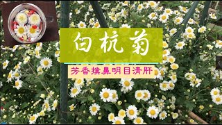 白杭菊 ~ 我最愛的一杯茶^0^ (Chrysanthemum growing) 我種了單托和多托兩款, 快來看看!!! (有字幕)