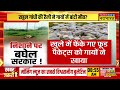 raipur में गायों की मौत पर सियासत तेज bjp ने congress पर लगाया आरोप latest hindi news