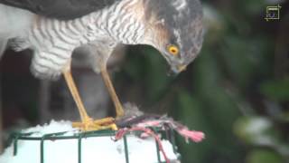 20130120 Sperwer plukt muis HD 1080 Natuurkanaal