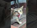 Cute Cat crying 😂 pet lover #cute #cat #viralcat #cover #shortvideos #funny #shorts