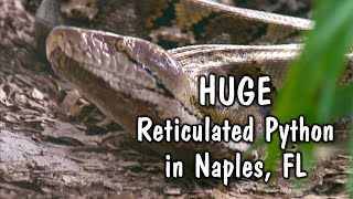 Huge 20’ Reticulated Python in Naples, Florida