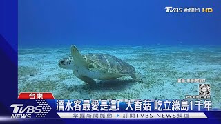 探索水世界! 綠島「11大最美潛點」曝光｜TVBS新聞@TVBSNEWS02